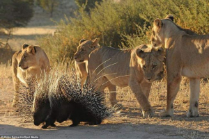 Na pustyni kalahari cipka strzelała przez stado lions Na pustyni kalahari cipka strzelała przez stado lions